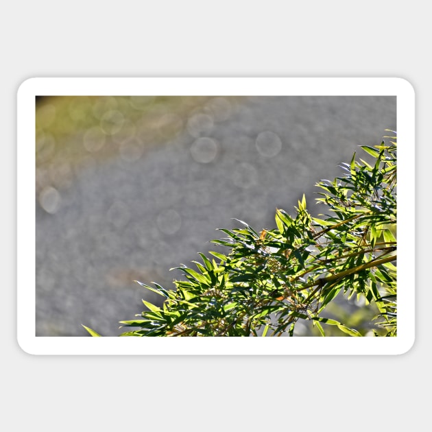 Bamboo Leaves Border Sticker by A Thousand Words Photography